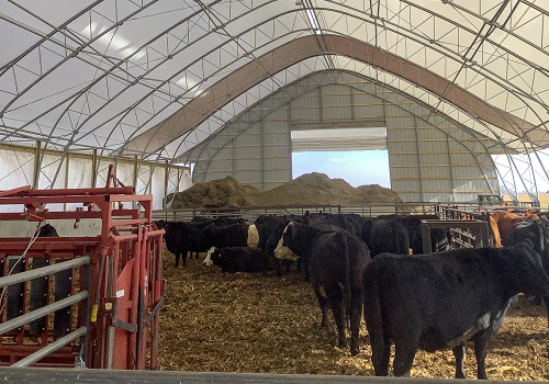 Cattle in Fabric-Covered Buildings in Galesburg IL